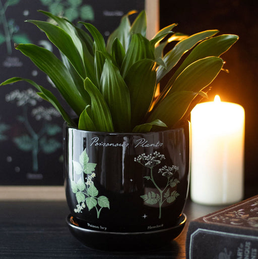 Gothic Homeware Poisonous Plants Plant Pot