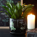 Gothic Homeware Poisonous Plants Plant Pot