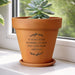 Engraved Terracotta Plant Pot