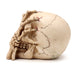 Gruesome Skull Head with Skeleton Claw Hand Ornament