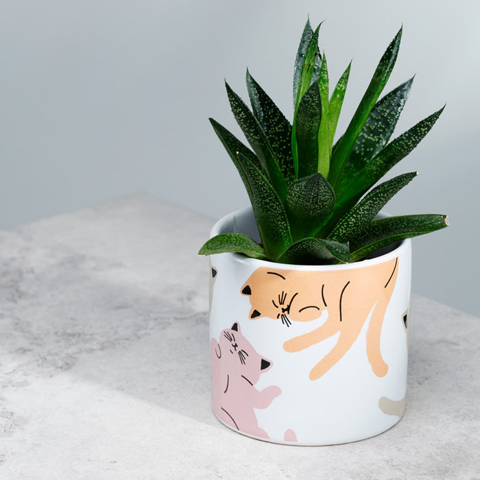 Cat's Life Ceramic Indoor Plant Pot - Small
