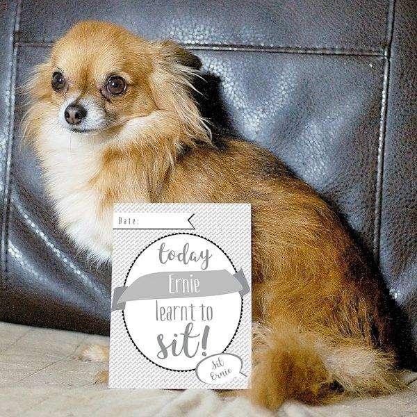 Personalised Puppy Cards: For Milestone Moments - Myhappymoments.co.uk