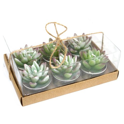 Set of 6 Agave Cactus Tealights in Gift Box - Pukka Gifts