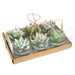 Set of 6 Agave Cactus Tealights in Gift Box - Pukka Gifts