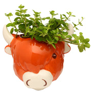 Ceramic Highland Coo Cow Head Wall Planter/Plant Pot