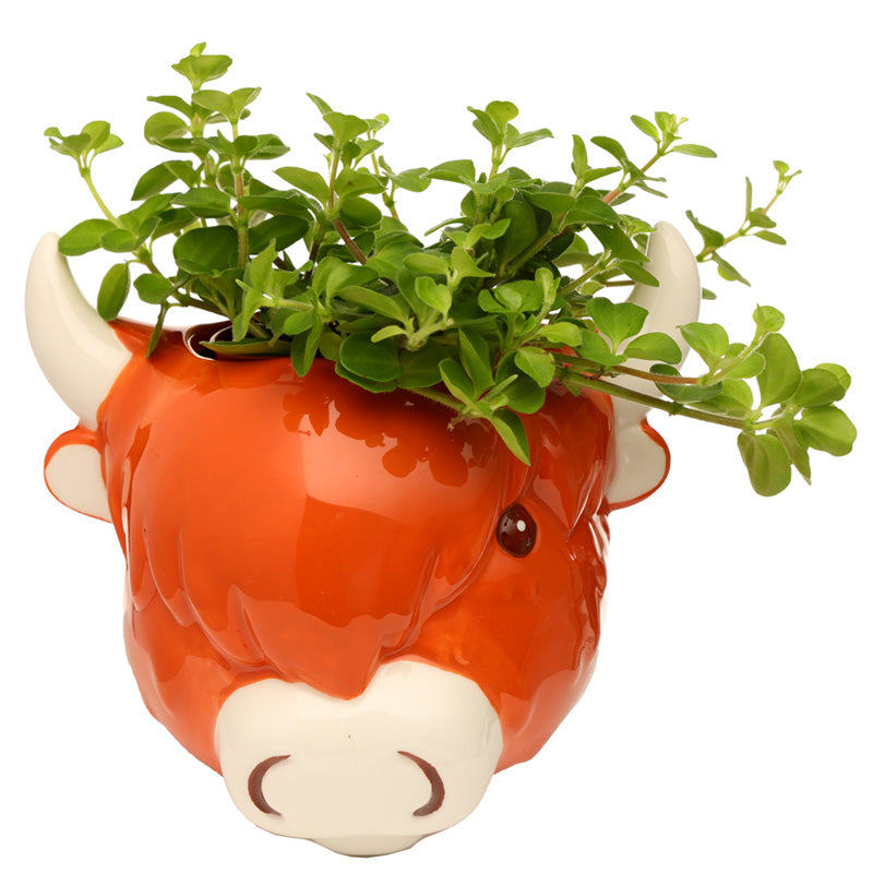 Ceramic Highland Coo Cow Head Wall Planter/Plant Pot