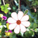 Single Daisy Suncatcher