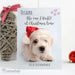 Personalised Rachael Hale Terrier Christmas Card - Myhappymoments.co.uk
